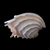 callanaitis disjecta 5-2019 9455